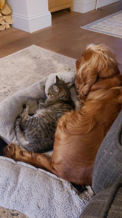 A dog cuddling beside a cat at home