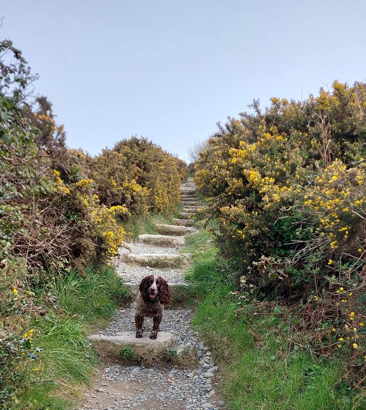 Dog enjoying a countryside walk