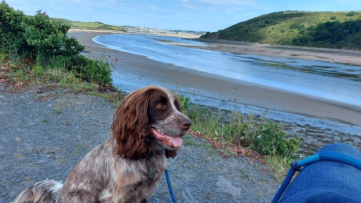 Dog enjoying a walk beside the Camel Estuary