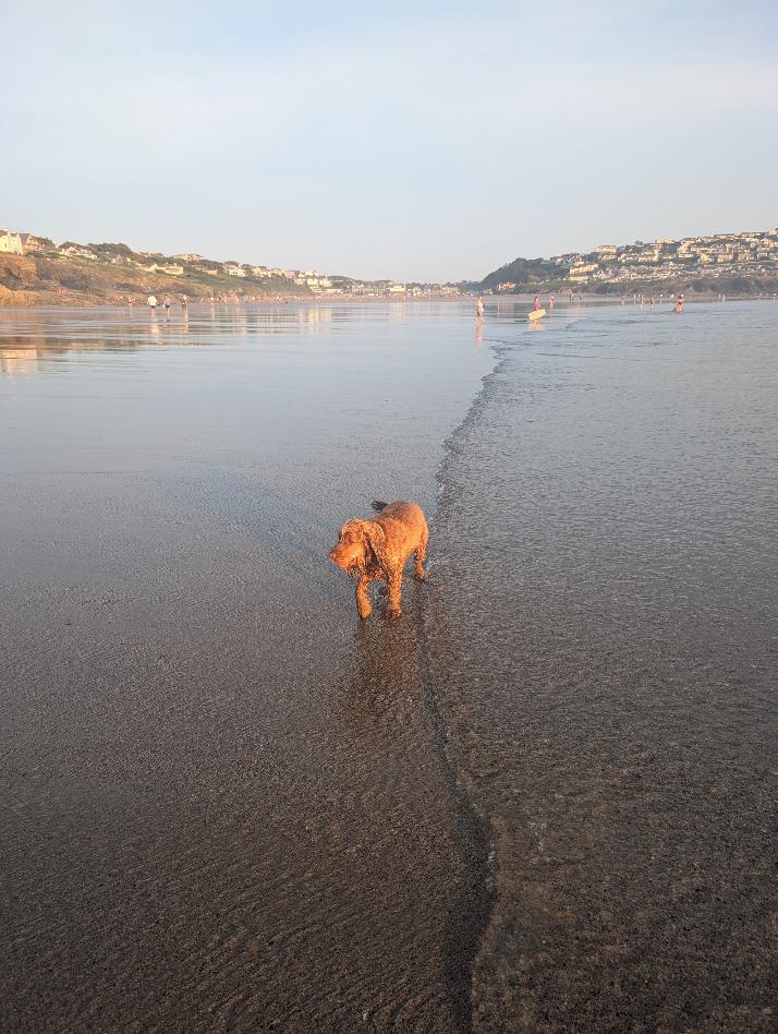Dog enjoying a beach at low tide