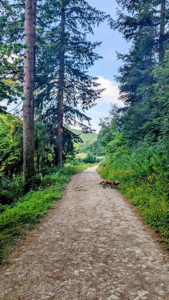 Dog exploring a woodland path